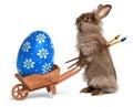 Funny Easter bunny rabbit with a wheelbarrow and b Royalty Free Stock Photo