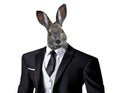 Funny easter bunny wearing a business suit, isolated on a white background, easter celebration concept