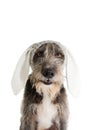 FUNNY EASTER DOG. BLACK PUREBRED PUPPY WEARING RABBIT EARS HAT. ISOLATED STUDIO SHOT AGAINST WHITE BACKGROUND