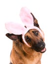 Funny Easter Dog Bunny