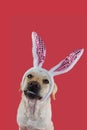 FUNNY EASTER DOG. LABRADOR WEARING A BUNNY EARS DIADEM. ISOLATED SHOT ON CORAL COLORED BACKGROUND