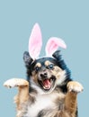 a funny Easter dog wears a hat with rabbit ears isolated on blue background. Happy Easter holiday. Royalty Free Stock Photo