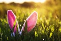 Funny Easter scene with a pair of pink Bunny ears sticking out of the lush green grass drenched in the Sunny warm spring sun Royalty Free Stock Photo