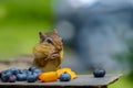 A funny eastern chipmunk stuffing its cheeks at a banquet of fruit