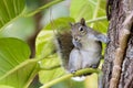 Funny Eastern Gray Squirrel