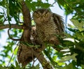 Funny Eastern Screech Owlets curiously looking on