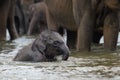 Funny elephant baby in water, Pinnawala Royalty Free Stock Photo