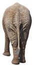 Funny Elephant Butt, Rear End, Backside, Isolated Royalty Free Stock Photo