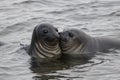 Funny elephant seals