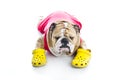 Funny English Bulldog in crocs isolated