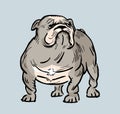 Funny english bulldog illustration