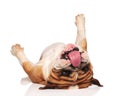 Funny english bulldog lies on back and looks at tongue Royalty Free Stock Photo
