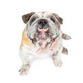 Funny English Bulldog Looking Up Teeth Out Royalty Free Stock Photo