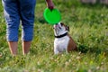 Funny English Bulldog plays with his master in nature