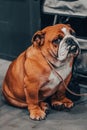 Funny english bulldog portrait Royalty Free Stock Photo