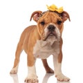Funny english bulldog pup wearing leopard print headband