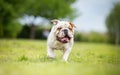 Funny English bulldog running