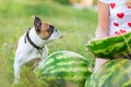 Funny english bulldog running in summerFunny in summer