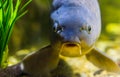 Funny european carp face in closeup, popular fish from the waters of Eurasia Royalty Free Stock Photo