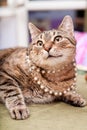 Funny european cat wearing necklace