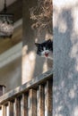 Funny evil black and white cat meowing in the balcony