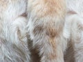 textured frame of the furry back of a labrador dog