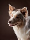 Funny expression on the muzzle of a border collie