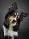 Funny expression on the muzzle of a border collie