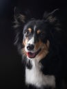 Funny expression on the muzzle of a border collie