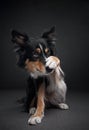 Funny expression on the muzzle of a border collie