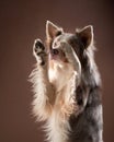 Funny expression on the muzzle of a border collie