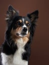 Funny expression on the muzzle of a border collie