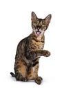 F6 Savannah cat on white background