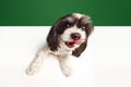 Funny face of adorable, funny dog, purebred Shi-Tzu pet looking at camera isolated on green white studio background Royalty Free Stock Photo