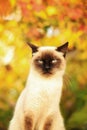 Funny face of a balinese cat