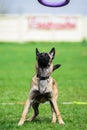 Funny face Belgian Shepherd catching puller toy