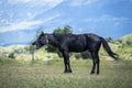 A funny face of a black horse expression. Horse in nature makes faces. Funny horse face with open mouthed