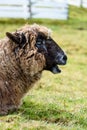 Funny face, brown sheep laying in a grass pasture making funny faces