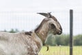 Funny face of a brown, white horned goat, Portrait of head Royalty Free Stock Photo