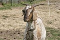 Funny face of a brown, white horned goat, Portrait of head Royalty Free Stock Photo