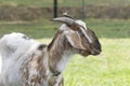 Funny face of a brown, white horned goat, Portrait of head Royalty Free Stock Photo