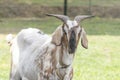 Funny face of a brown, white horned goat, Portrait of head Royalty Free Stock Photo