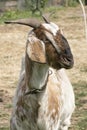 Funny face of a brown, white horned goat, Portrait of head Royalty Free Stock Photo