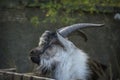 Funny face of a brown  white horned goat  Portrait of head Royalty Free Stock Photo