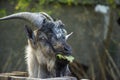 Funny face of a brown  white horned goat  Portrait of head Royalty Free Stock Photo