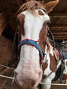 Funny face of a brown and white horse Royalty Free Stock Photo