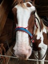 Funny face of a brown and white horse Royalty Free Stock Photo