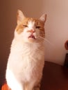 Funny face cat Royalty Free Stock Photo