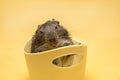 Funny face of a degu squirrel with pinned ears Royalty Free Stock Photo