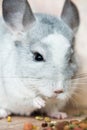 Funny face domestic chinchilla eating seeds